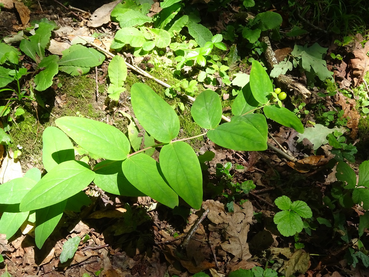 Hypericum androsaemum (Hypericaceae)